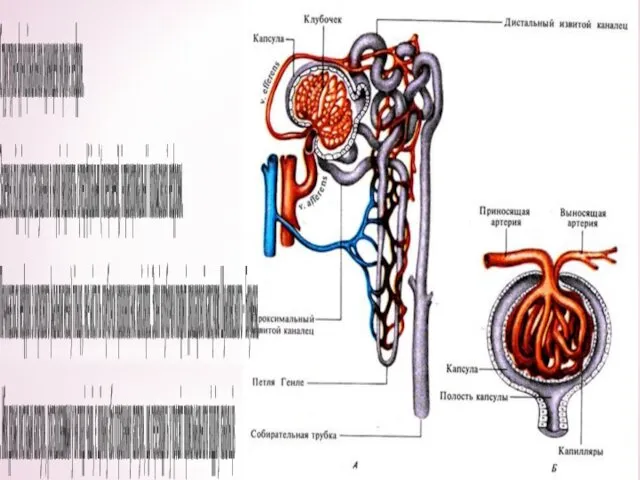 Структурно-функціональною одиницею нирки є нефрон. Залежно від місця розташування в