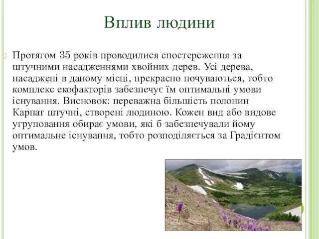 Протягом 35 років проводилися спостереження за штучними насадженнями хвойних дерев.