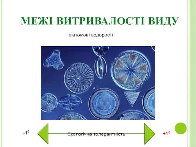 МЕЖІ ВИТРИВАЛОСТІ ВИДУ Екологічна толерантність діатомові водорості -10 +10