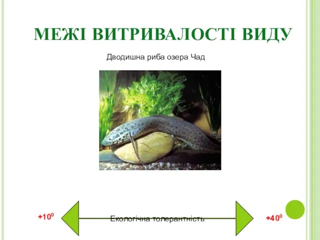 МЕЖІ ВИТРИВАЛОСТІ ВИДУ Екологічна толерантність Дводишна риба озера Чад +100 +400