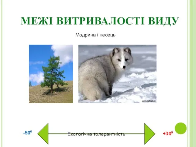 МЕЖІ ВИТРИВАЛОСТІ ВИДУ Екологічна толерантність Модрина і песець -500 +300