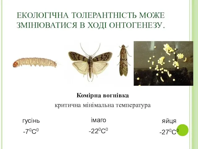 ЕКОЛОГІЧНА ТОЛЕРАНТНІСТЬ МОЖЕ ЗМІНЮВАТИСЯ В ХОДІ ОНТОГЕНЕЗУ. Комірна вогнівка критична