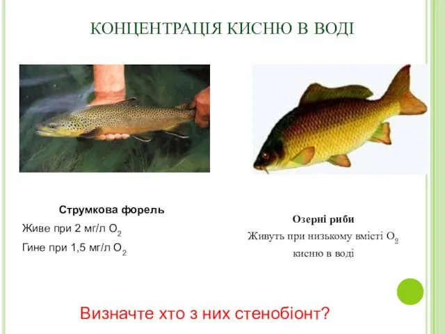 КОНЦЕНТРАЦІЯ КИСНЮ В ВОДІ Озерні риби Живуть при низькому вмісті