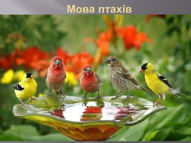 Мова птахів
