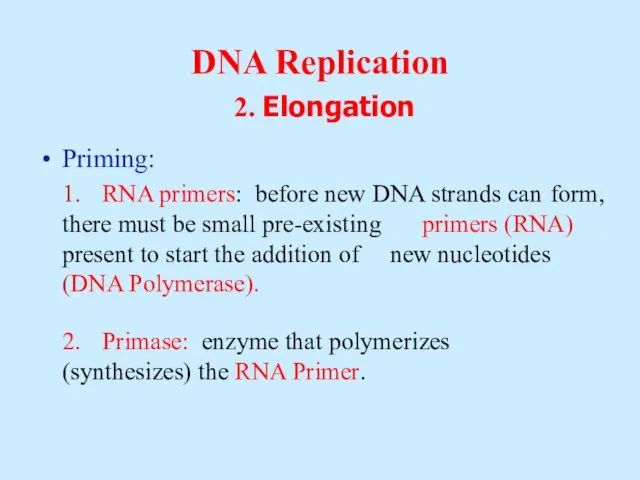 DNA Replication 2. Elongation Priming: 1. RNA primers: before new