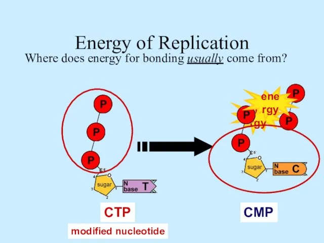 energy ATP GTP TTP CTP Energy of Replication Where does