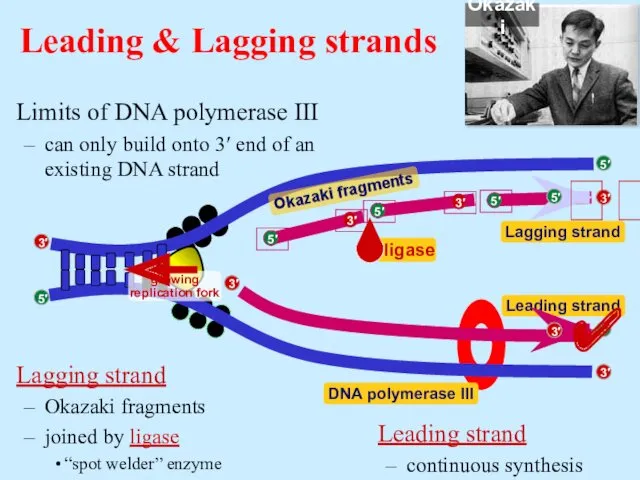 Limits of DNA polymerase III can only build onto 3′