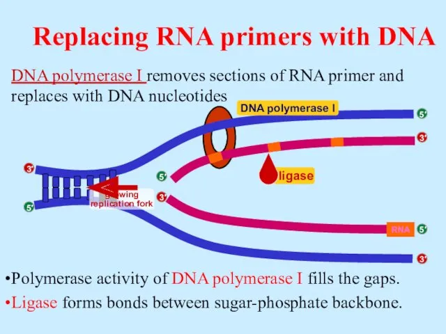 DNA polymerase I removes sections of RNA primer and replaces