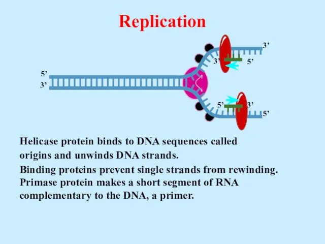Helicase protein binds to DNA sequences called origins and unwinds DNA strands. Replication