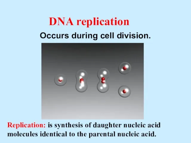 DNA replication Occurs during cell division. Replication: is synthesis of