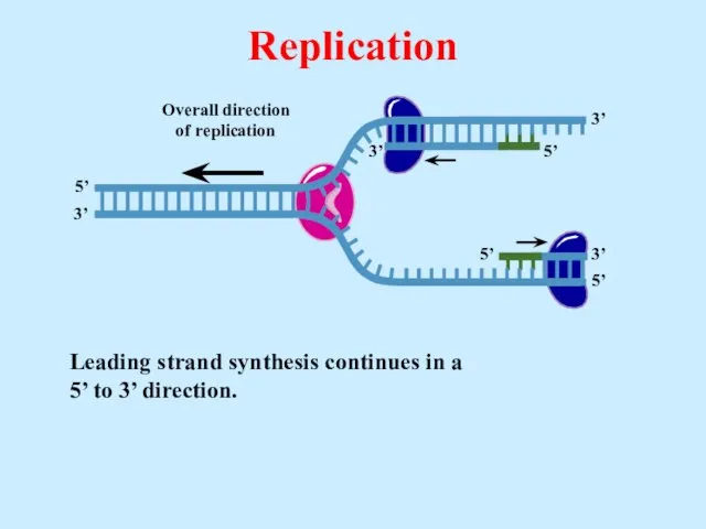 Leading strand synthesis continues in a 5’ to 3’ direction. Replication