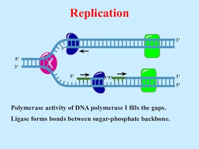 Polymerase activity of DNA polymerase I fills the gaps. Ligase forms bonds between sugar-phosphate backbone. Replication