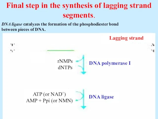 Final step in the synthesis of lagging strand segments. Lagging