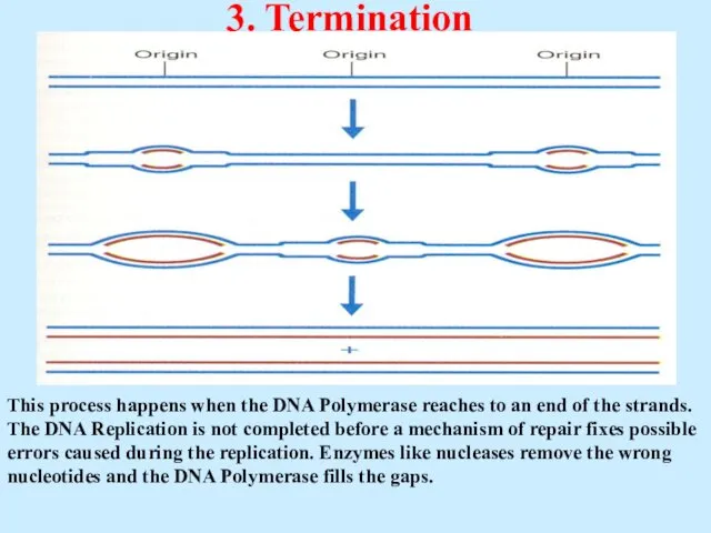 3. Termination This process happens when the DNA Polymerase reaches