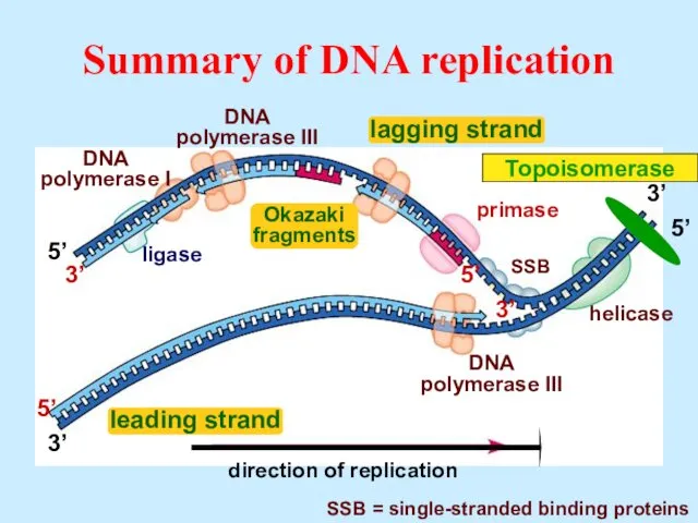 Summary of DNA replication 3’ 5’ 3’ 5’ 5’ 3’