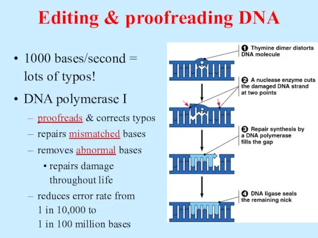 Editing & proofreading DNA 1000 bases/second = lots of typos!