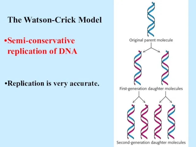 The Watson-Crick Model Semi-conservative replication of DNA Replication is very accurate.