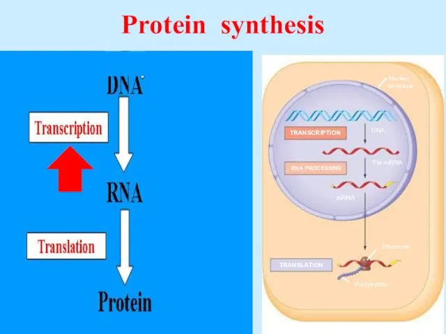 Protein synthesis