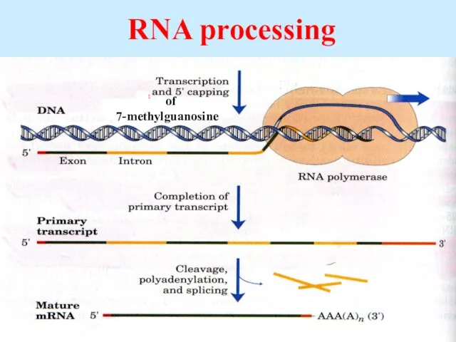 RNA processing of 7-methylguanosine
