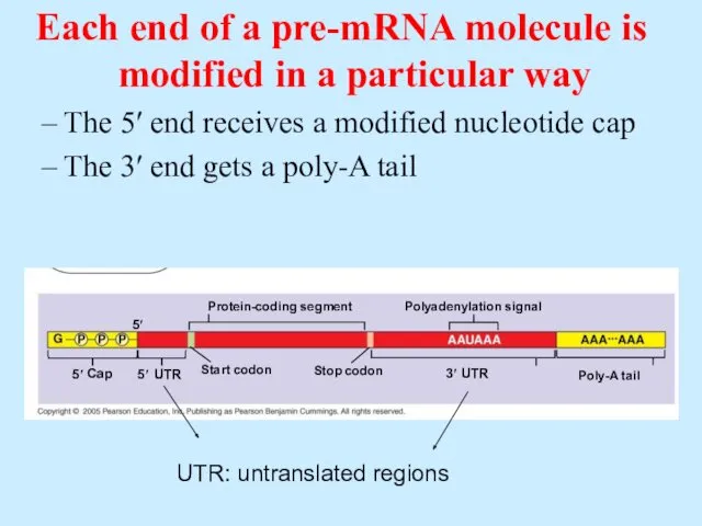 5′ Protein-coding segment 5′ Start codon Stop codon Poly-A tail