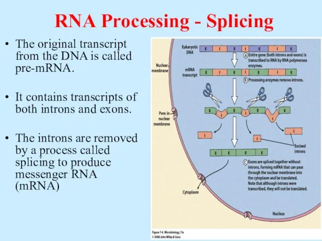 RNA Processing - Splicing The original transcript from the DNA