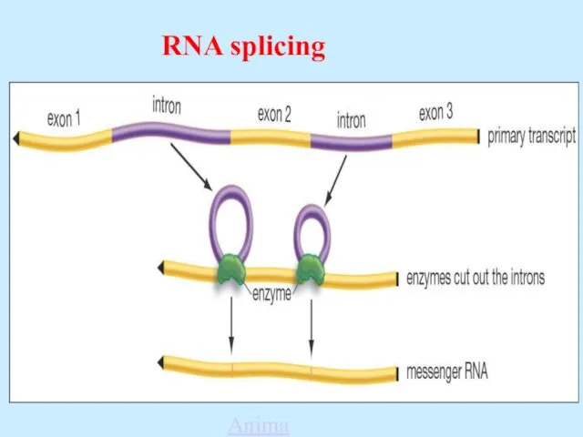 RNA splicing Animation