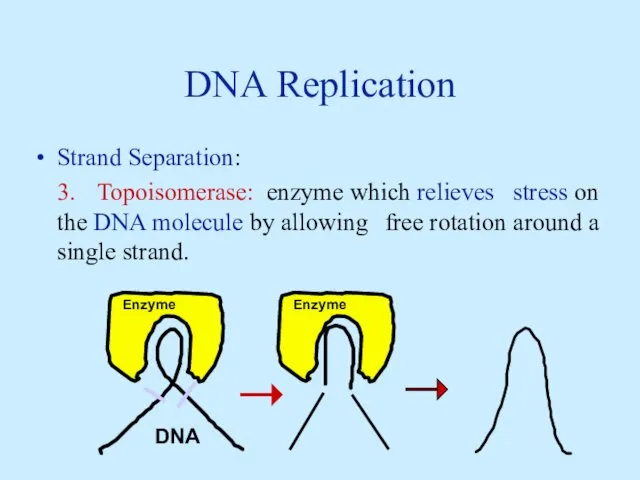 DNA Replication Strand Separation: 3. Topoisomerase: enzyme which relieves stress