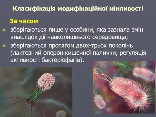 Класифікація модифікаційної мінливості За часом зберігаються лише у особини, яка