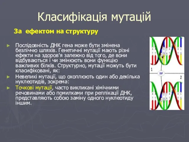 Класифікація мутацій За ефектом на структуру Послідовність ДНК гена може