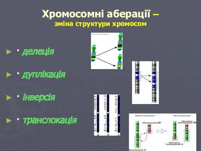 Хромосомні аберації – зміна структури хромосом · делеція · дуплікація · інверсія · транслокація