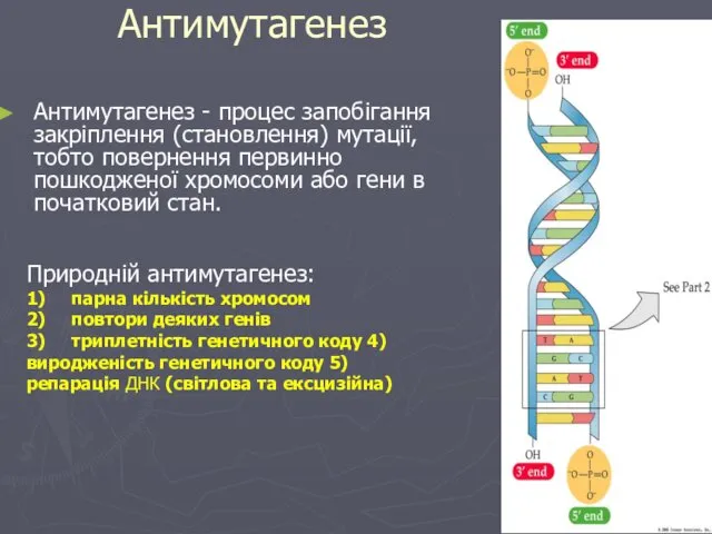 Антимутагенез Антимутагенез - процес запобігання закріплення (становлення) мутації, тобто повернення