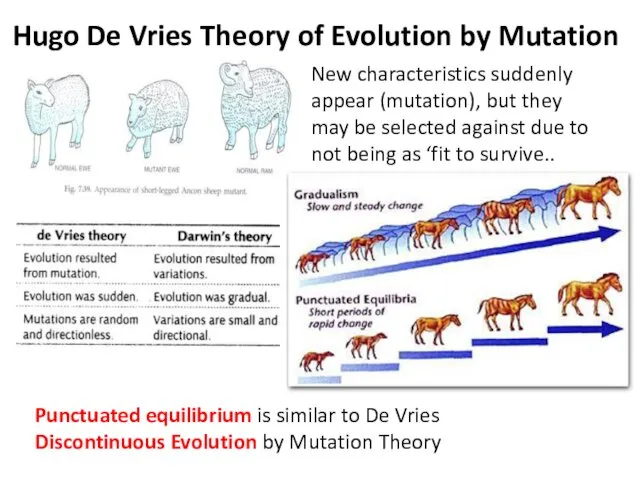 Hugo De Vries Theory of Evolution by Mutation New characteristics