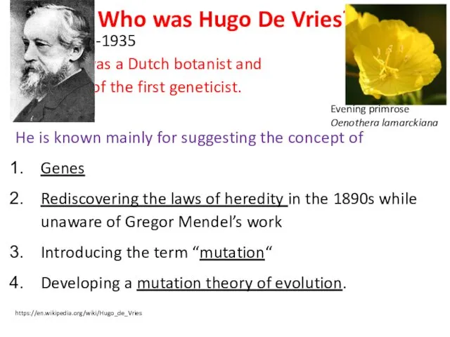 Who was Hugo De Vries? 1848-1935 He was a Dutch