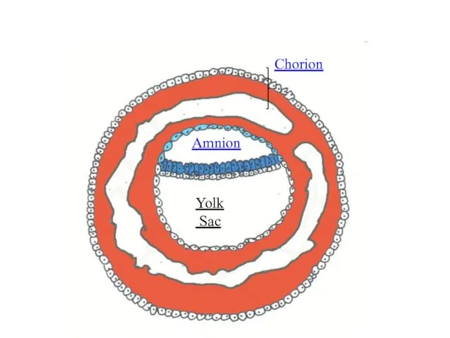 Chorion Amnion Yolk Sac