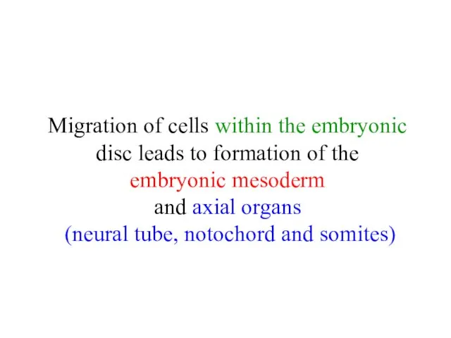 Migration of cells within the embryonic disc leads to formation