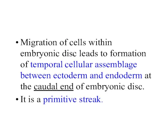 Migration of cells within embryonic disc leads to formation of