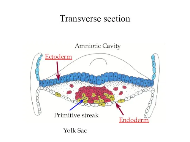 Transverse section Ectoderm Endoderm Amniotic Cavity Primitive streak Yolk Sac