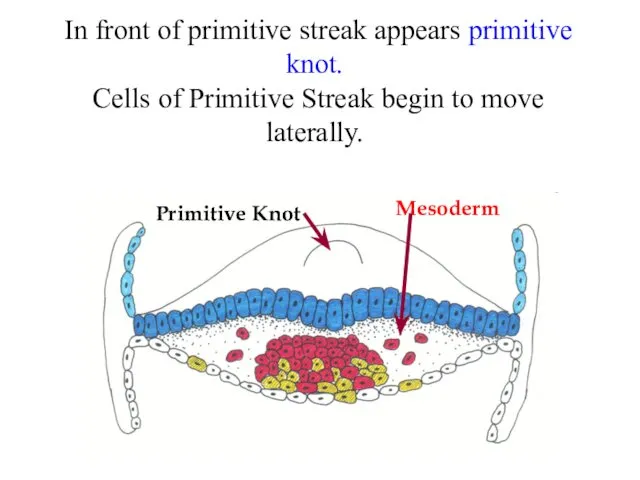 In front of primitive streak appears primitive knot. Cells of