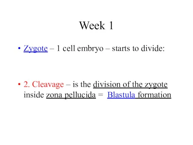 Week 1 Zygote – 1 cell embryo – starts to