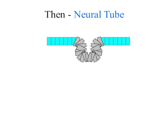 Then - Neural Tube