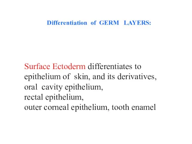 Surface Ectoderm differentiates to epithelium of skin, and its derivatives,