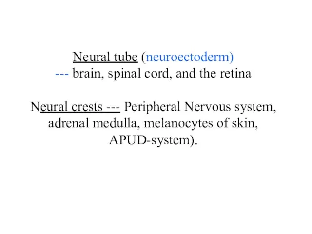 Neural tube (neuroectoderm) --- brain, spinal cord, and the retina