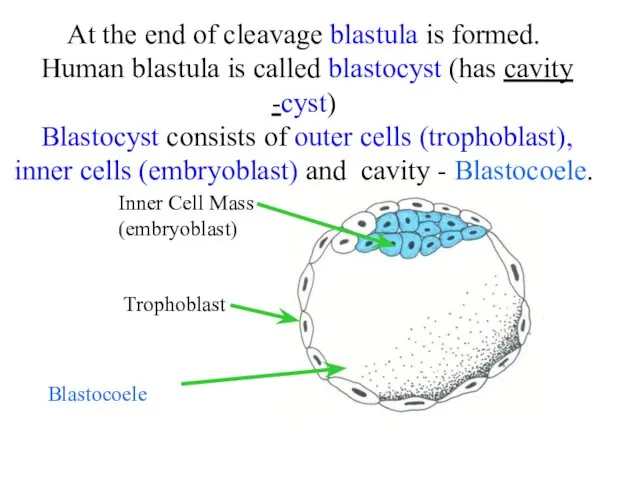 At the end of cleavage blastula is formed. Human blastula