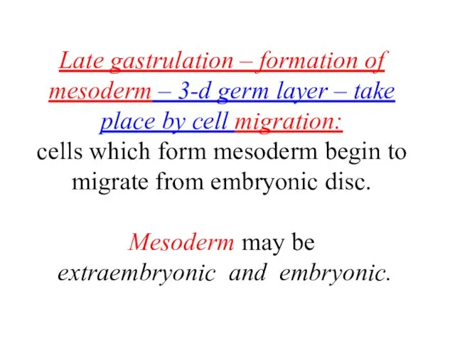 Late gastrulation – formation of mesoderm – 3-d germ layer