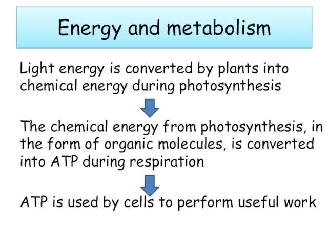Energy and metabolism Light energy is converted by plants into