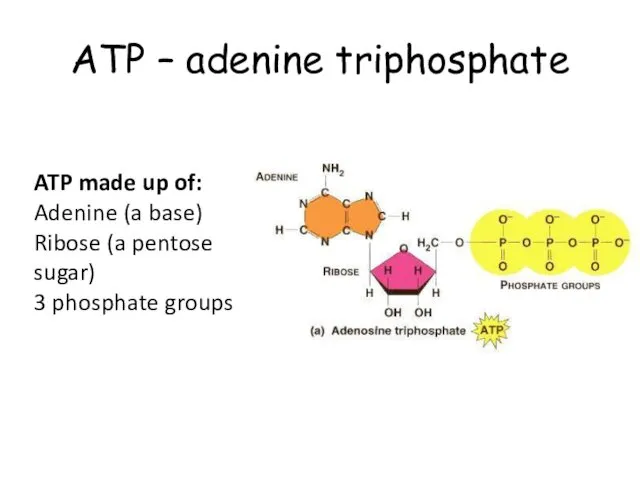 ATP – adenine triphosphate ATP made up of: Adenine (a