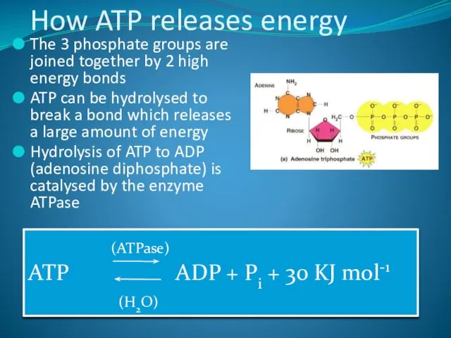 How ATP releases energy The 3 phosphate groups are joined