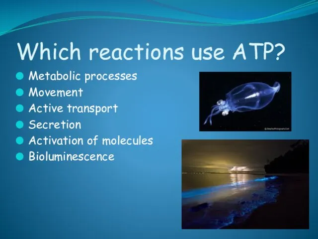 Which reactions use ATP? Metabolic processes Movement Active transport Secretion Activation of molecules Bioluminescence