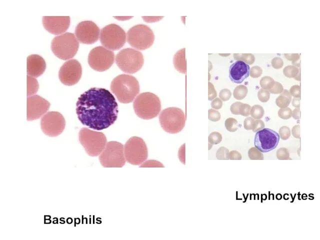 Basophils Lymphocytes