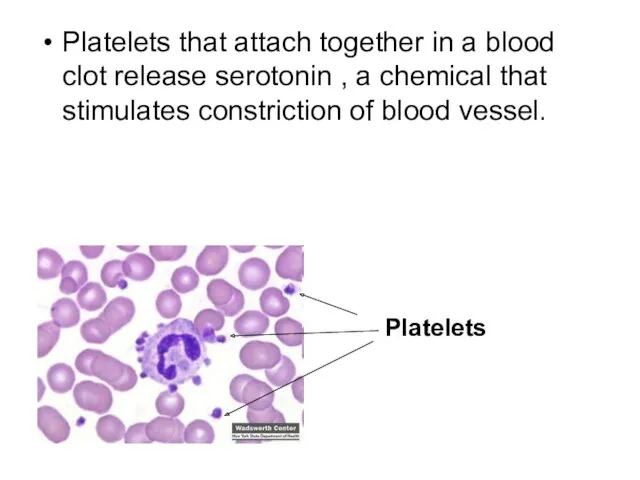 Platelets that attach together in a blood clot release serotonin